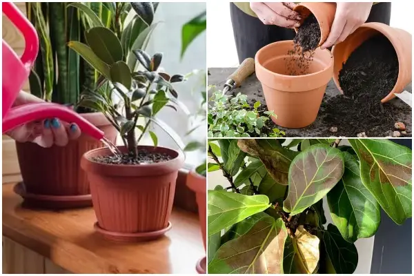 7 Common Houseplant Problems You Should Avoid