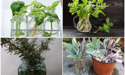 7 Herbs That Form Root Easily in Water Before Growing into The Soil
