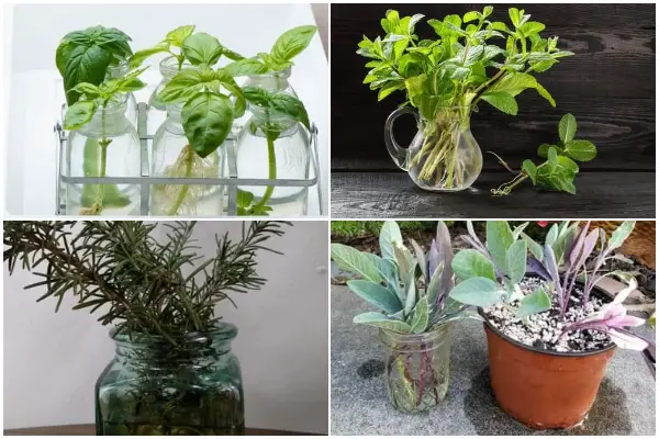 7 Herbs That Form Root Easily in Water Before Growing into The Soil