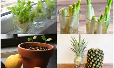 7 New Houseplants Regrown from Scraps in Your Kitchen