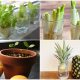 7 New Houseplants Regrown from Scraps in Your Kitchen