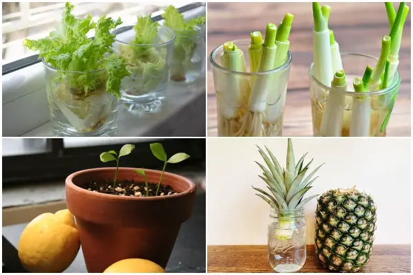 7 New Houseplants Regrown from Scraps in Your Kitchen