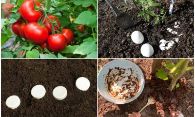 7 Organic Things That Are Good for Tomato Healthy Growth