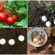 7 Organic Things That Are Good for Tomato Healthy Growth