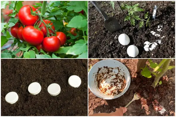 7 Organic Things That Are Good for Tomato Healthy Growth