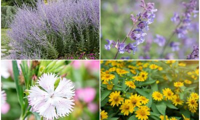 7 Pest Repellent Flowers