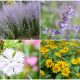 7 Pest Repellent Flowers