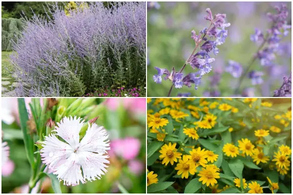 7 Pest Repellent Flowers