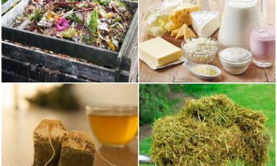 8 Amazing Things for a Nutrient-Enriched Compost