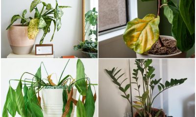 8 Easy-to-recognize Signs That Houseplants Need More Sunshine