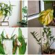 8 Easy-to-recognize Signs That Houseplants Need More Sunshine