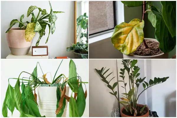 8 Easy-to-recognize Signs That Houseplants Need More Sunshine
