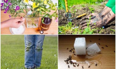 8 Unbelievable Sugar Benefits to Your Gardening Work