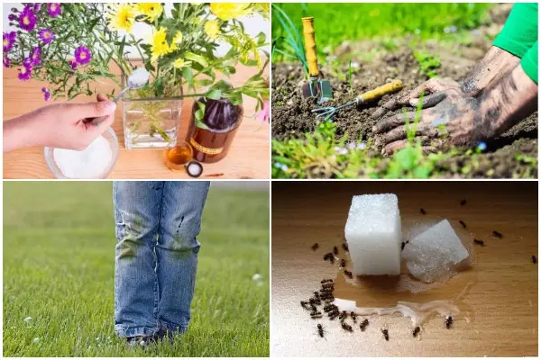 8 Unbelievable Sugar Benefits to Your Gardening Work