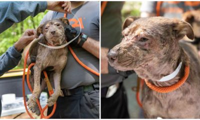 80 Dogs Rescued From 'overwhelmed' Georgia Pet Owner Through Joint Animal Group Efforts