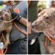 80 Dogs Rescued From 'overwhelmed' Georgia Pet Owner Through Joint Animal Group Efforts