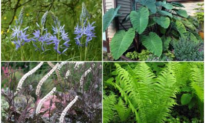 9 Beautiful Plants That Thrive in Humid Areas