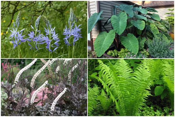 9 Beautiful Plants That Thrive in Humid Areas