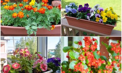 9 Beautiful and Easy-to-grow Plants for Your Balcony