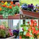 9 Beautiful and Easy-to-grow Plants for Your Balcony