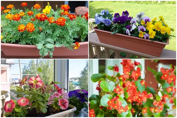 9 Beautiful and Easy-to-grow Plants for Your Balcony