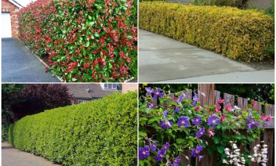 9 Best Beautiful Plants for a Living Fence Line