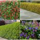 9 Best Beautiful Plants for a Living Fence Line