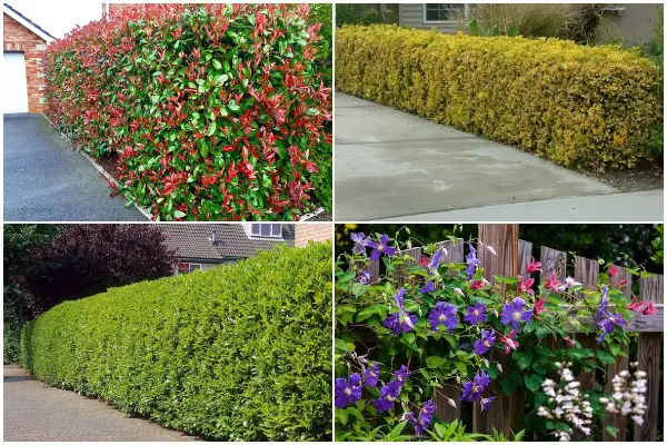 9 Best Beautiful Plants for a Living Fence Line