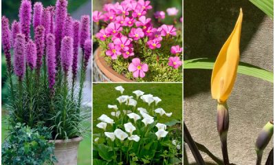 9 Best Beautiful Summer Blooming Bulbs