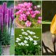 9 Best Beautiful Summer Blooming Bulbs