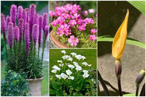 9 Best Beautiful Summer Blooming Bulbs
