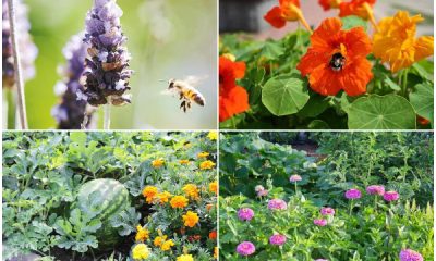 9 Best Flowers for Any Vegetable Garden - Good Companions