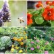 9 Best Flowers for Any Vegetable Garden - Good Companions