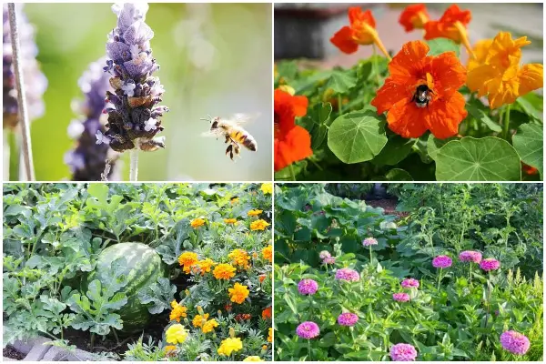 9 Best Flowers for Any Vegetable Garden - Good Companions
