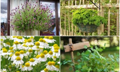 9 Best Hanging Basket Herbs