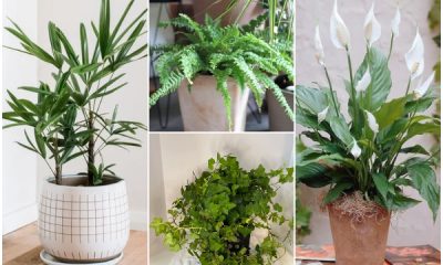 9 Best Houseplants for Generating Oxygen and Purifying Air