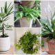 9 Best Houseplants for Generating Oxygen and Purifying Air