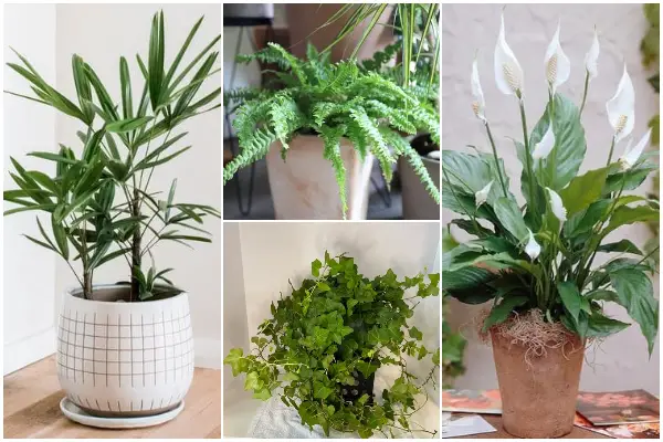 9 Best Houseplants for Generating Oxygen and Purifying Air