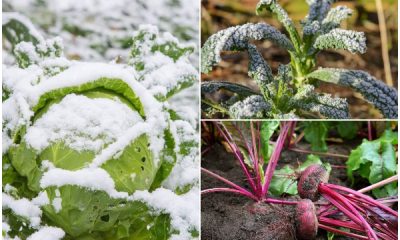 9 Veggies That Have The Best Taste in Frost Weather