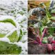 9 Veggies That Have The Best Taste in Frost Weather