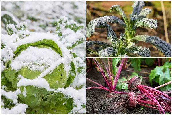 9 Veggies That Have The Best Taste in Frost Weather