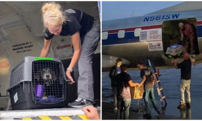 90 Shelter Animals Transported to the Northeast to Create Space for Pets Affected by Hurricane Ian