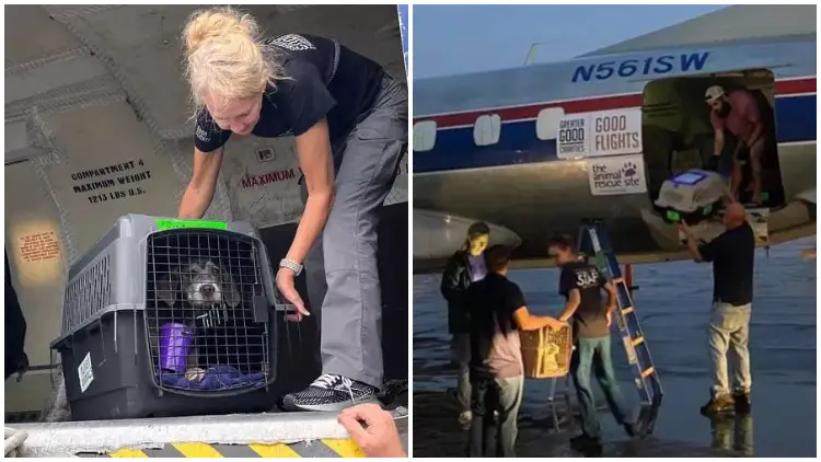 90 Shelter Animals Transported to the Northeast to Create Space for Pets Affected by Hurricane Ian