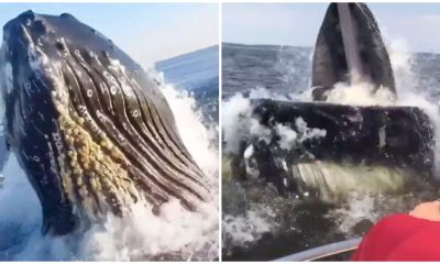 A 40-ton Whale Breaches and Nearly Lands on a Boat in an Incredible Moment