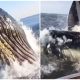 A 40-ton Whale Breaches and Nearly Lands on a Boat in an Incredible Moment