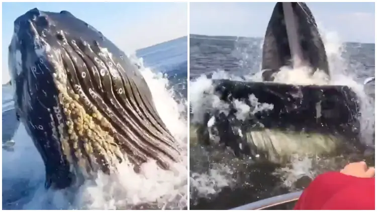 A 40-ton Whale Breaches and Nearly Lands on a Boat in an Incredible Moment