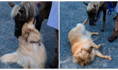 A Dog Comforts a Sick, Recently-rescued Horse by Assuring It That Everything Will Be Okay