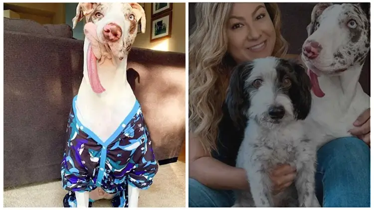 A Dog with a Deformed Face is Living Its Best Life and Receiving Abundant Love from Its Amazing Family