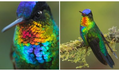 A Spectacular Close-Up View of a Fiery-Throated Hummingbird