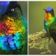 A Spectacular Close-Up View of a Fiery-Throated Hummingbird